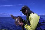 Stephen catching Loggerhead Turtle for tagging 01; background Pico Mountain