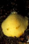 Sea Lemon Anisodoris Nudibranch 01