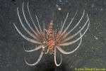 Volitans Lionfish 01 subadult
