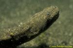 Elephant Trunk Sea Snake 02