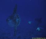 Mola Mola 05 & cleaning Bannerfish