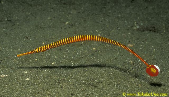 Yellow Banded Pipefish 02 Dunckerocampus pessuliferus