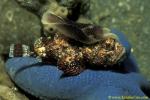 Pleasant Chelidonura nudi on Flasher Scorpionfish, C amoena & S macrochir