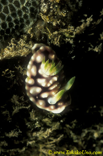 Geometric Chromodoris nudi 01 C geometrica