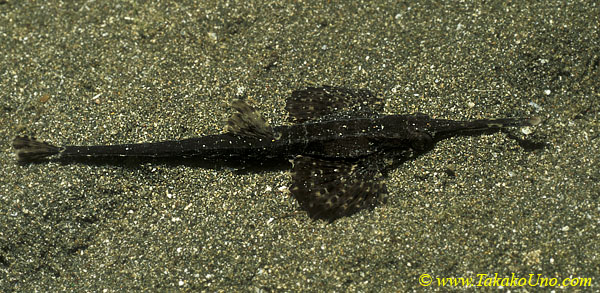 Volitans Sea Moth 02 Eurypegasus volitans