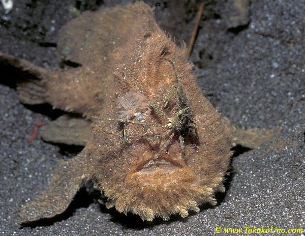 Spider Crab on Pom Pom Frogfish 01 A cf hispidus