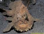 Spider Crab on Pom Pom Frogfish 01 A cf hispidus