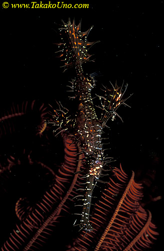 Ornate Ghostpipefish 02 S paradoxus