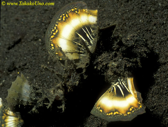 Inimicus Devil Scorpionfish 01 flashing pectorals warning