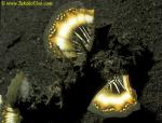 Inimicus Devil Scorpionfish 01 flashing pectorals warning