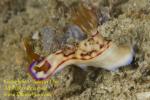 Hypselodoris cerisae 0653