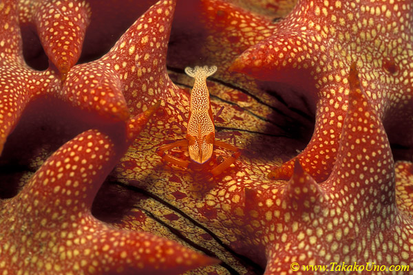Emperor Shrimps 02