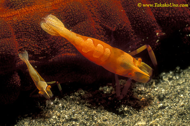 Emperor Shrimps 03 Periclimenes imperator