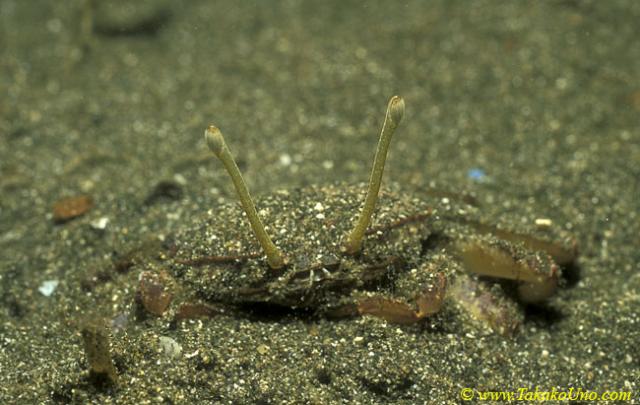Stock-eyed Swimmer Crab 01 Podophthalmus minabensis
