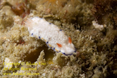 Hypselodoris sagmiensis Nudi 72tc 4307