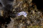 Hypselodoris sagamiensis 08tc 0121 bl 3mm baby