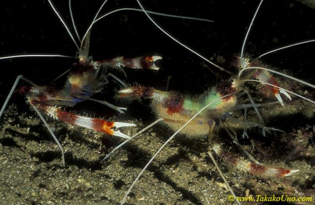 Banded Coral Shrimps 01