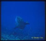 Mola Mola 01