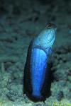 Jawfish blue 02 mating dance