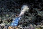 Jawfish blue 01 spitting sand