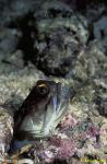 Gold Spec Jawfish 02 hatching out babies