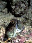 Gold Spec Jawfish 01 hatching out babies