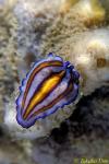 Kakaban Jellyfish Lake Flatworm, Pseudoceros tristriatus 01