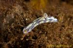 21tc Hypselodoris nigrostriata 0073bl 12mm