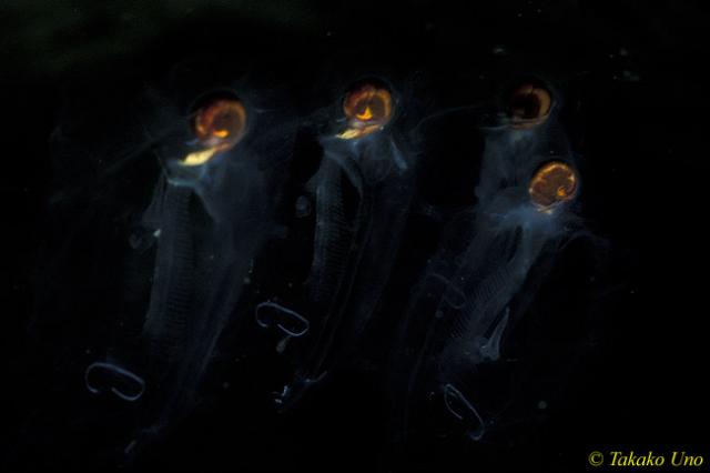 Salps, Colonial Tunicates 01