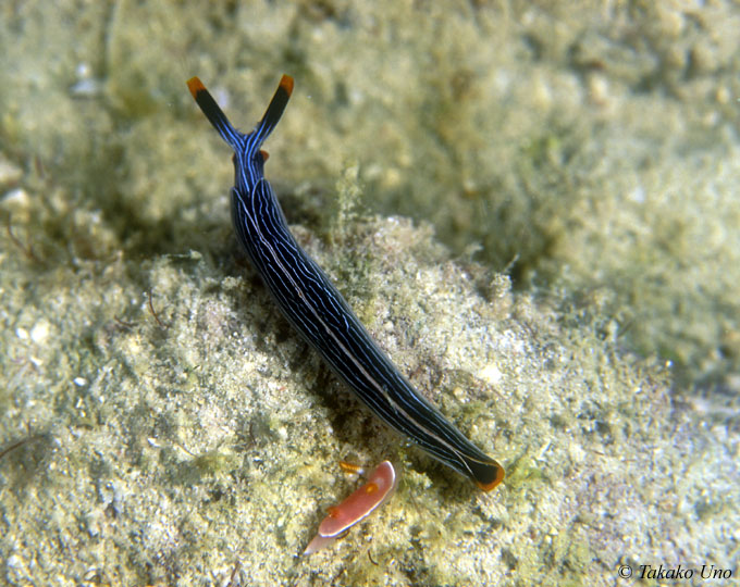 nudis 2 species 01