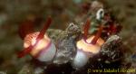 Hypselodoris emmae 01 feeding 40mm