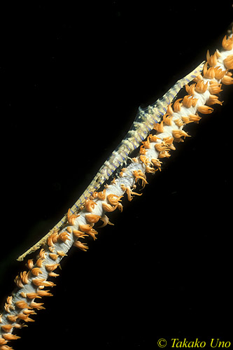 Tozeuma Shrimp 02 armatum on Wire Coral