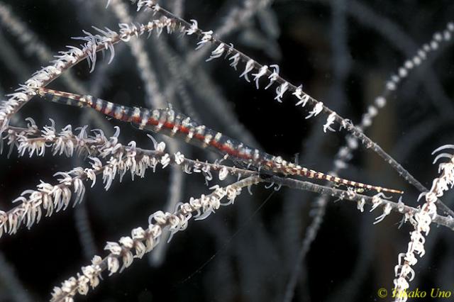 Tozeuma Shrimp 01 armatum on Black Coral