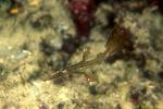 flagtail ghost pipe fish 01