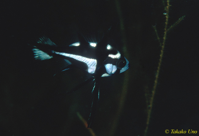 Midnight Snapper 02 juvenile