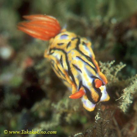 Hypselodoris nigrostriata 02 45mm