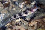 Kan's Shrimpgoby sp 01 02