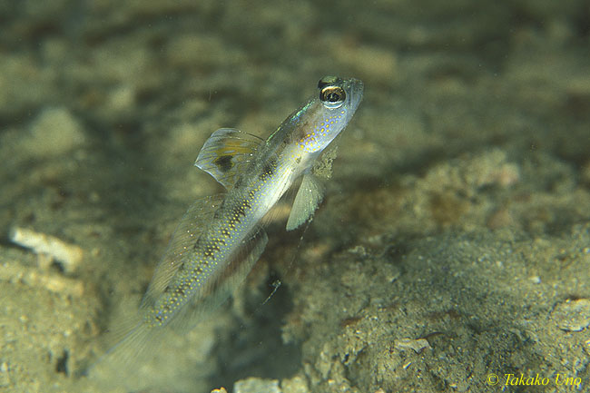 Yoshi Shrimpgoby sp 01 01