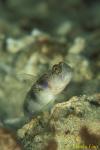 Kan's Shrimpgoby sp 01 01