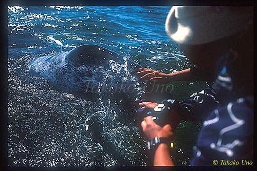 Gray Whale 03 visits people