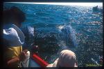 Gray Whale 04 (mom & calf) visits people; pole camera city