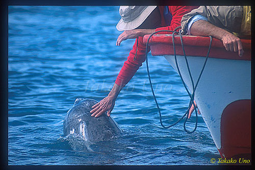 Gray Whale 05 being touched by people