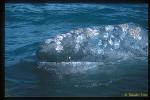 Gray Whale 10 left side of face has growth barnacles, & right side face is usually clean due to mud-feeding habits