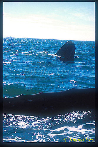 Gray Whale 06 back knuckles of mom & baby spyhoping