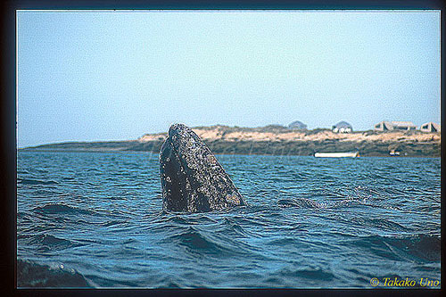 Gray Whale 08 spyhoping