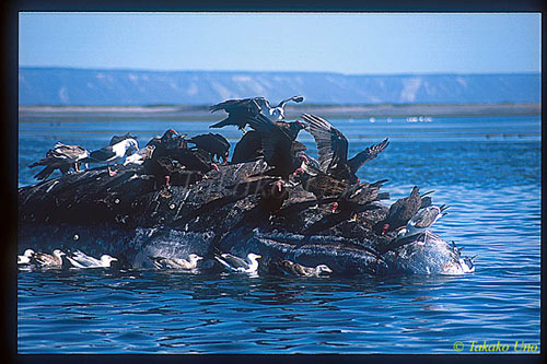 Gray Whale 12 dead female being consumed by Vultures & Gulls