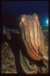 Giant Cuttlefish 04