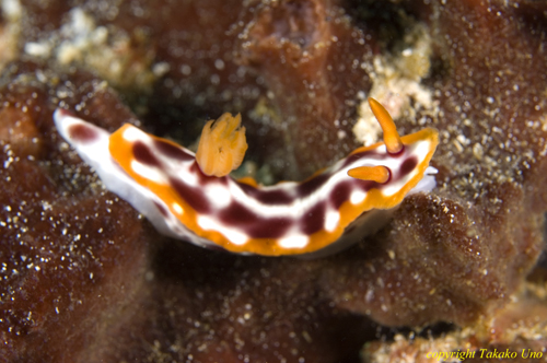 Hypselodoris purpureomaculosa 001t 0079