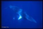 Minke 29