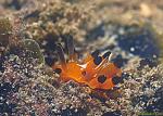Nudibranch, Black-Tipped Okenia 01 1cm